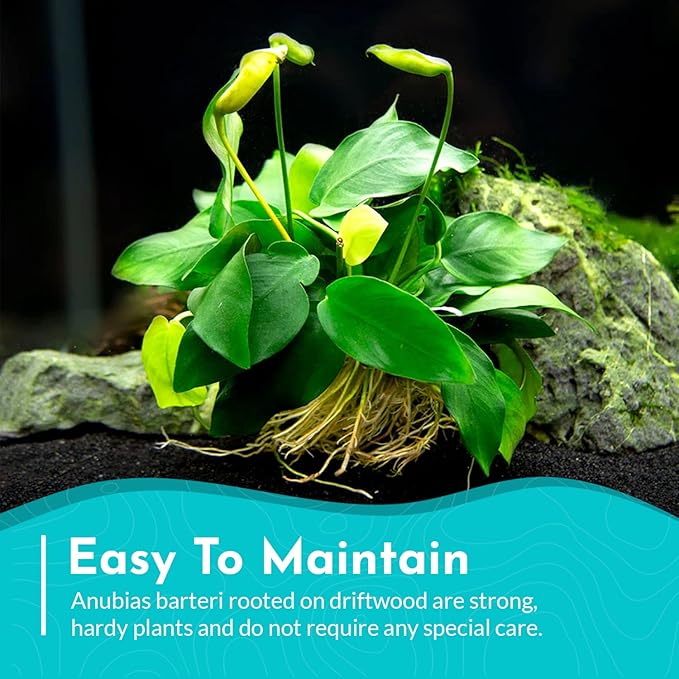 Live Anubias Barteri (Nana) Rooted on Driftwood - Absorb Impurities & Toxicness for Water - All Natural & Organic Aquatic Plant - Long Lasting & Easy to Care - Medium