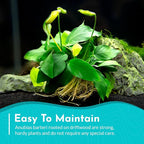 Live Anubias Barteri (Nana) Rooted on Driftwood - Absorb Impurities & Toxicness for Water - All Natural & Organic Aquatic Plant - Long Lasting & Easy to Care - Medium