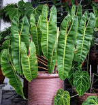 RedCrocus Philodendron billietiae- Tropical Indoor Plant with Large Glossy Leaves, Vibrant Orange Veins, Air-Purifying, Easy Care for Home & Office Decor 6" Pot