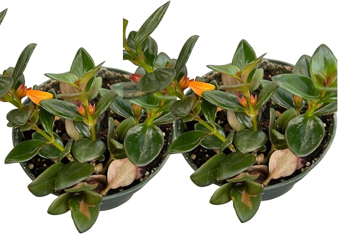 Goldfish Plant – Live Nematanthus Gregarius in 4-Inch Pot (2 Pack) – Easy Care Indoor Hanging Houseplant with Bright Orange Blooms – Pet Safe & Low Maintenance