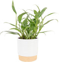Costa Farms Live Pothos Plant, Assorted Devil's Ivy in Decorative Pot, Easy to Maintain, Air Purifying Indoor Houseplant, Home, Room, or Office Decor, House Warming or Birthday Gift, 12-14 Inches Tall