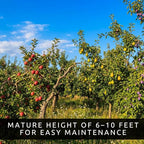 Apple, Plum & Pear Trees (3-Pack) – Dwarf Fruit Trees, Easy Grow Backyard Orchard Starter Kit (3 Pack - 1 of Each Tree)