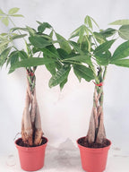 Two Money Tree 5 Plants Braided Into Pachira Tree - Unique from jmbamboo