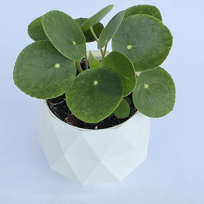Chinese Money Plant Live (Pilea Peperomioides) in White Geometric Self-Watering Planter, Modern Indoor Houseplant, Minimalist Home & Office Desk Decor, Easy Care Gift, Air Purifying Plant