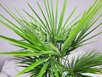 Windmill Palm Tree - Live Plant - Overall Height 26" to 32"' - Tropical Plants of Florida (Plant Only)