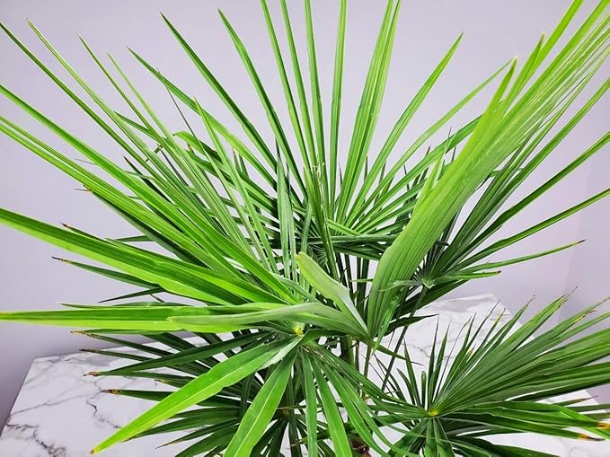 Windmill Palm Tree - Live Plant - Overall Height 26" to 32"' - Tropical Plants of Florida (Plant Only)