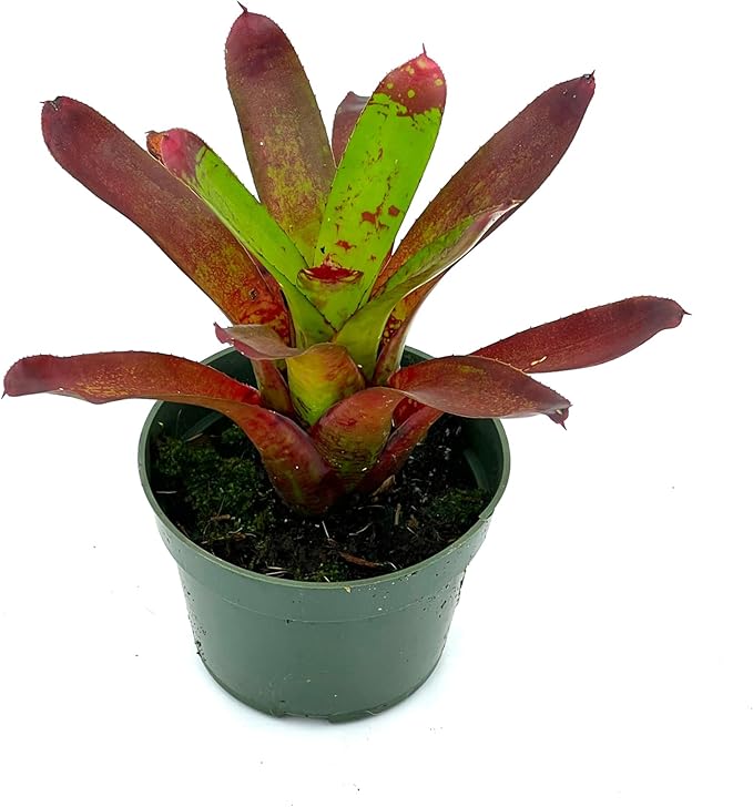 ragnaroc Live Plants – Bromeliad Neoregelia Kryptonite, 4-8" in 4" Pot - 1ct - Live Arrival Guaranteed - House Plants for Home Decor & Gift