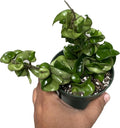 Hoya Compacta 2 Plants in a 4" Pot aka Hoya Hindu Rope Plant or Hoya Krinkle Kurl - Hoya Plant Live Houseplants - Live Hoya Plant - Hoya Compacta Live Plant - Air Purifying Plant - Pet Friendly Plant