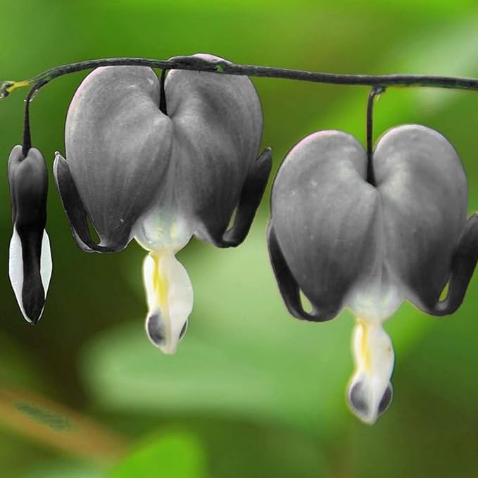 Dicentra Spectabilis Seeds for Planting - 100 Bleeding Heart Seeds Shade Flower Garden Home Outdoor Indoor