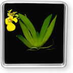 Bloomify Live Dancing Orchid Picture, Maintenance Free Orchid, Psygmorchis Pusilla, Live Green Wall Décor, Blooming, No Green Thumb Necessary, Great for Work, Home, Wall Décor, Unique Gift.