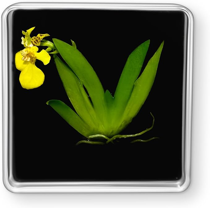 Bloomify Live Dancing Orchid Picture, Maintenance Free Orchid, Psygmorchis Pusilla, Live Green Wall Décor, Blooming, No Green Thumb Necessary, Great for Work, Home, Wall Décor, Unique Gift.