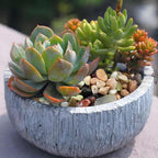 FANTIAN 10 lbs Small Succulent Rocks, 3/8 Inch Colorful Polished Pebbles for Indoor Plants. Decorative Rocks for Plants Indoor, Vases, Planters Aquarium and Outdoor Landscaping Garden