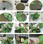 20pcs Bowl Lotus Seeds for Planting - Bonsai Lotus Seeds, Water Lily Flower, Aquatic Plants, Ideal for Ponds, Non-GMO Home Garden Plant Seeds, Flowering Aquatic Bonsai