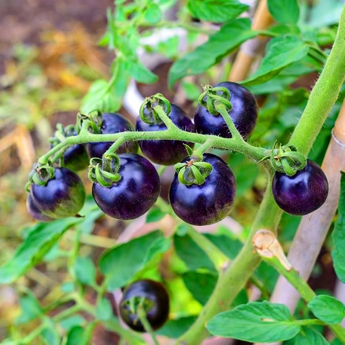 Dwarf Cherokee Tomato Seeds for Planting, 280+pcs Organic Tomato Vegetable Seeds Plants, Non-GMO Heirloom Vegetables Plants Fresh Food Home Garden for Outdoors Indoors