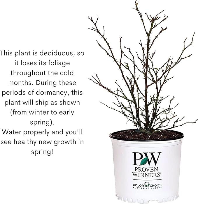 Proven Winners 2 Gal. Rise Up Ringo Climbing Rose Shrub