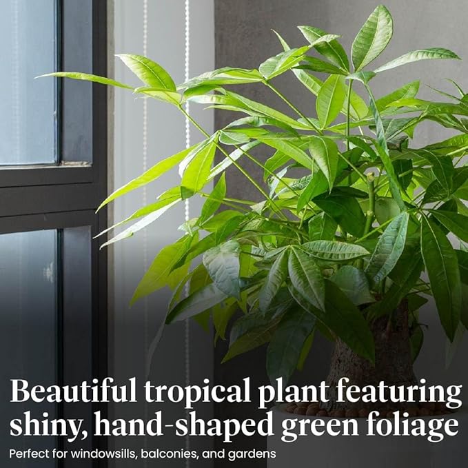 American Plant Exchange Money Tree – 4-Inch Pot with Cover – Live Easy Care Indoor Houseplant, Air-Purifying, Low-Light Bonsai Plant for Home, Office & Garden Decor