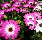 African Daisy Seeds - 50 Pcs Mix Osteospermum Perennial Flower Seeds for Planting Outdoors with Long-Lasting Blooms,