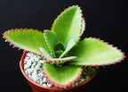 Mother of Thousands Kalanchoe Daigremontiana Mexican Hat Plant Rare Succulent cpicta (4" Plant)