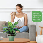 American Plant Exchange Live Calathea 'Beauty Star' – 6-Inch Pot Cover – Pet-Friendly Tropical Houseplant with Striped Green Leaves for Low Light Homes, Offices, Shelves & Indoor Décor