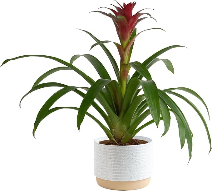 Costa Farms Bromeliad Live Plant in Decorative Pot, Flowering Indoor Houseplant, Perfect for Home, Room, or Office Decor, Great House Warming or Birthday Gift, 16-20 Inches Tall
