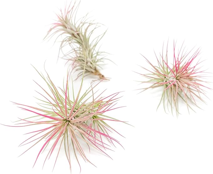 Raspberry Colorful Tillandsia Air Plants - Long Lasting Color Enhanced Live Tillandsia Succulent House Plants - Home and Garden Decor - Easy Care Indoor/Outdoor Plants (Funckiana, Pack of 3)