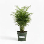 Parlor Palm Live Indoor Plant – 4” Pot | Pet Friendly, Air Purifying Houseplant | Easy Care for Home, Office, Low Light Spaces - JitoHouse