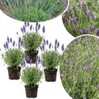 4 Lavender Plants Live Starter Plants 4-6" in Tall, Hardy Perennial Lavender for Garden and Landscape with Fragrant Purple Blooms, No Pot (Blue)