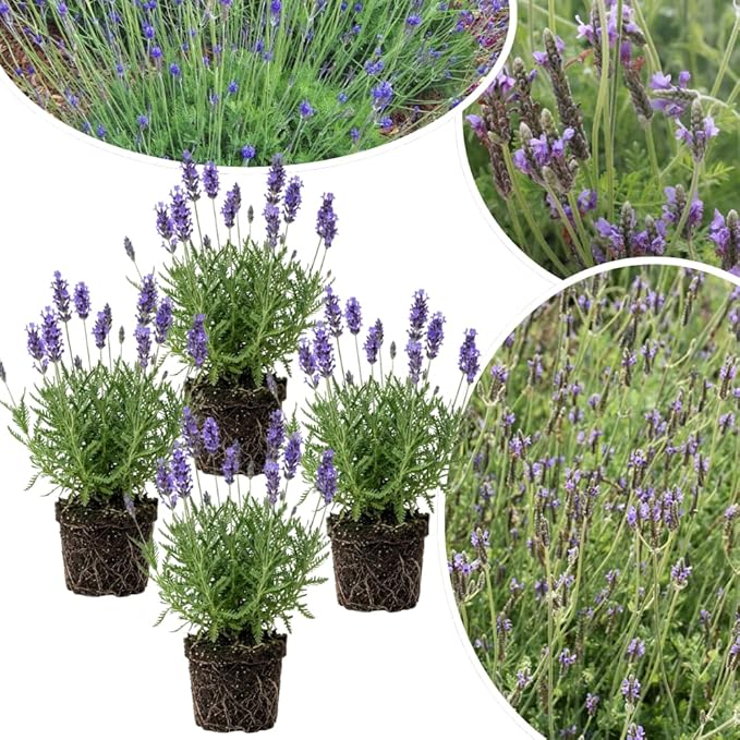 4 Lavender Plants Live Starter Plants 4-6" in Tall, Hardy Perennial Lavender for Garden and Landscape with Fragrant Purple Blooms, No Pot (Blue)