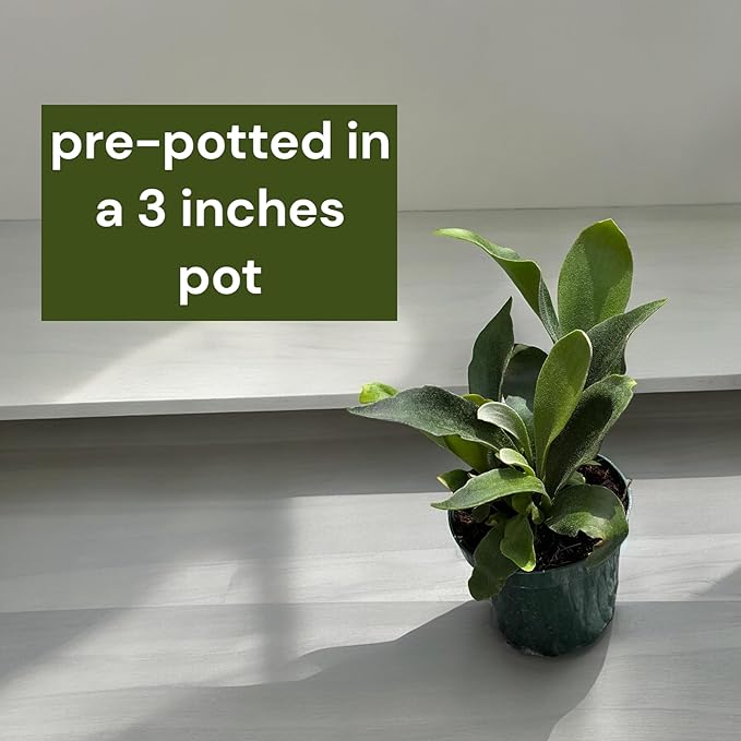 Staghorn Ferns Live Plants in 4" Pot - Ferns Live Plants Outdoor Indoor - Pet Safe Houseplants Flowers for Home Office Wedding Decor & Birthday Gift (Heat Pack Included)