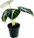 Alocasia Ninja | Live Plant in a 2 or 4 Inch Growers Pot, Live Indoor, Easy to Grow, Easy to Care, and Low Maintenance Houseplant (2-inch Pot)