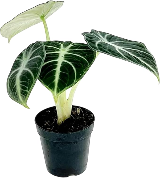 Alocasia Ninja | Live Plant in a 2 or 4 Inch Growers Pot, Live Indoor, Easy to Grow, Easy to Care, and Low Maintenance Houseplant (2-inch Pot)