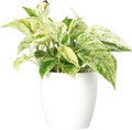 Thorsen's Greenhouse Marble Queen Pothos, Live Indoor Plant, Easy to Grow, Rare Variegated Houseplant, Natural Air Purifier, 4-inch Diameter Pot (White)