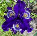 200+ Mixed Iris Flower Seeds - Rare & Beautiful Heirloom Varieties, Perennial Blooms in Stunning Colors for Garden Planting, Ideal for Full Sun and Outdoor Spaces