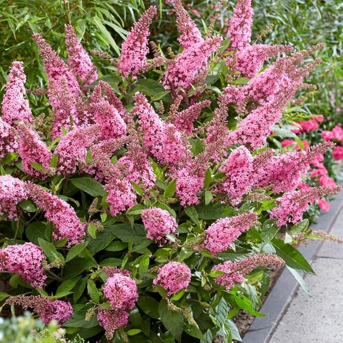 Pink Butterfly Bush Live Shrub Plant Shrub, Buddleia Bush Well Rooted, 5 to 10 Inc Tall