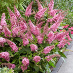 Pink Butterfly Bush Live Shrub Plant Shrub, Buddleia Bush Well Rooted, 5 to 10 Inc Tall