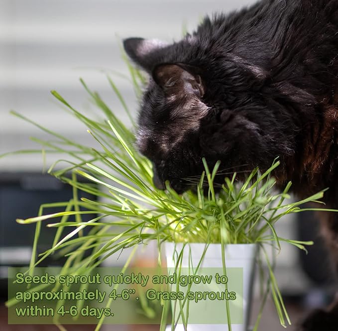 Cat Grass Seeds, Organic Non-GMO Wheatgrass, for Pet or Human Consumption Including Sprouts, Juicing, Smoothies, Instructions for Pets and Humans (24)