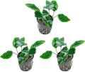 SubstrateSource Anubias Live Aquarium Plants - Potted Freshwater Plant for Fish Tanks, Terrariums - Beginner Friendly Low Light (Nana, 3 Pots)