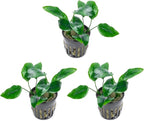 SubstrateSource Anubias Live Aquarium Plants - Potted Freshwater Plant for Fish Tanks, Terrariums - Beginner Friendly Low Light (Nana, 3 Pots)