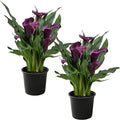 Live Flowering Calla Lily (2 Plants Per Pack) - Purple, 3+ Blooms - Beautiful Spring Perennial - 12" Tall by 5" Wide in 1 Qt Pot