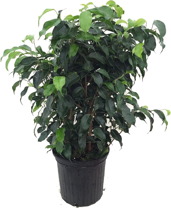 Wintergreen Weeping Fig Tree - Ficus - Great Indoor Tree for Low Light - 8" Pot