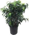 Wintergreen Weeping Fig Tree - Ficus - Great Indoor Tree for Low Light - 8" Pot