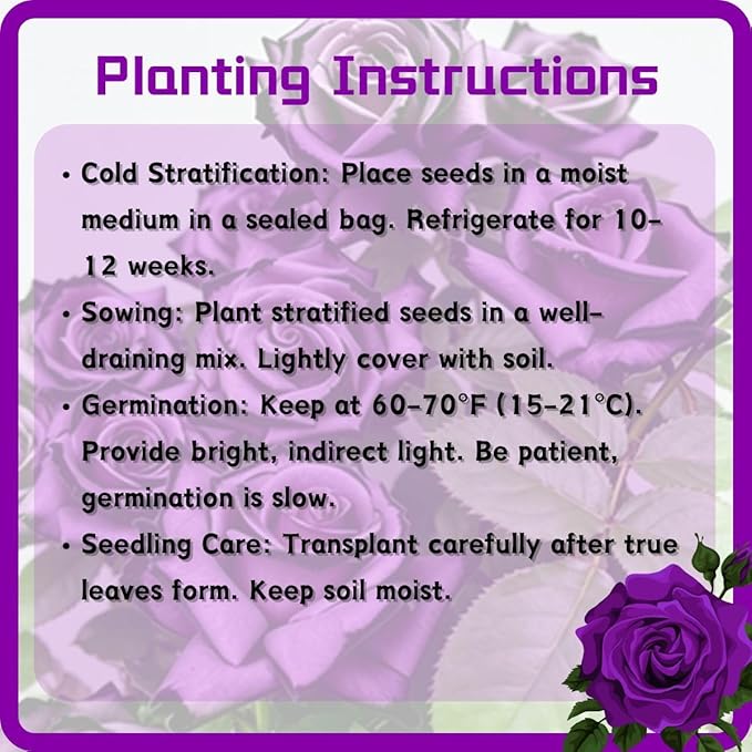 Rare Roses Seeds, 500 Pcs, Sunset Colored Blooming Plants for Garden Flower Beds, Borders & Cut Flowers, Prolific Outdoor Rose Seeds Thriving in Full Sun & Well-Draining Soil (Purple)