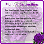 Rare Roses Seeds, 500 Pcs, Sunset Colored Blooming Plants for Garden Flower Beds, Borders & Cut Flowers, Prolific Outdoor Rose Seeds Thriving in Full Sun & Well-Draining Soil (Purple)