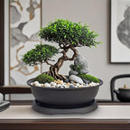 MUZHI 3 Pack Oval Bonsai Pot with Drainage Tray, Matte Finish Plastic Bonsai Growing Planters with Tools for Home Garden Plant Container (9.1" Large)