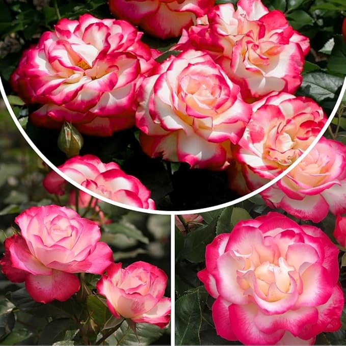 Rose Live Plant, Roses Flower Plant, Fragrant Flower for Planting, 4-6 Inches Tall, Bush Shrub Plants, Well Rooted, Ready to Grow (Pink White Rose)