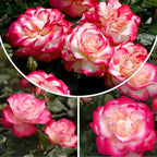 Rose Live Plant, Roses Flower Plant, Fragrant Flower for Planting, 4-6 Inches Tall, Bush Shrub Plants, Well Rooted, Ready to Grow (Pink White Rose)