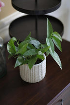 PLANTVERS Cebu Blue Pothos Epipremnum Pinnatum in 3" Nursery Pot | Vining Plant | Lowlight Indoor Plant | Office Plant | Air Purifying Trailing Plants