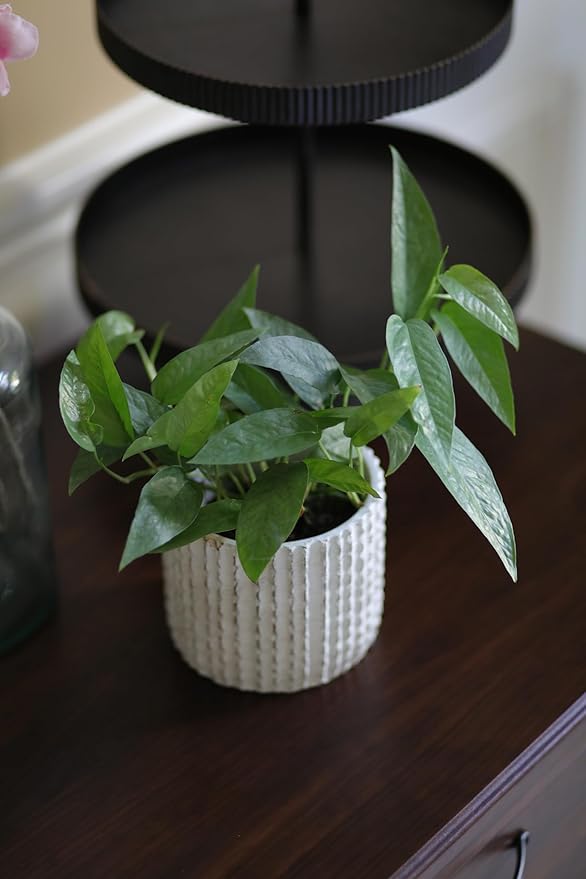 PLANTVERS Cebu Blue Pothos Epipremnum Pinnatum in 3" Nursery Pot | Vining Plant | Lowlight Indoor Plant | Office Plant | Air Purifying Trailing Plants
