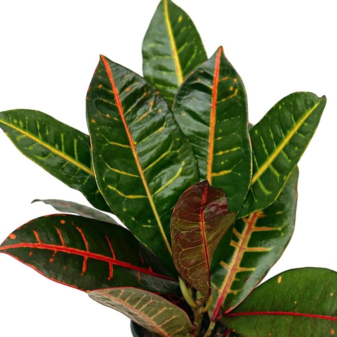 Live Croton Petra, Variegated Tropical Plant, Miracle Bush, Garden Croton, Mother's Day Gift, Valentine's Gift, Office Potted Plant, Mom Birthday Gift, Housewarming Gift in 4" Pot