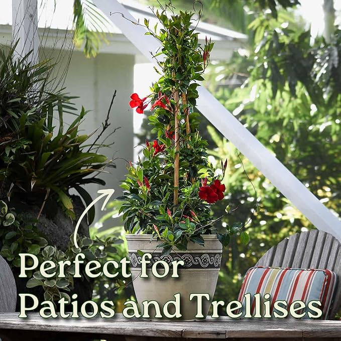 Live Dipladenia Plant - Pretty Red - Tropical Flowering Plant - Overall Height 36" - Tropical Plants of Florida